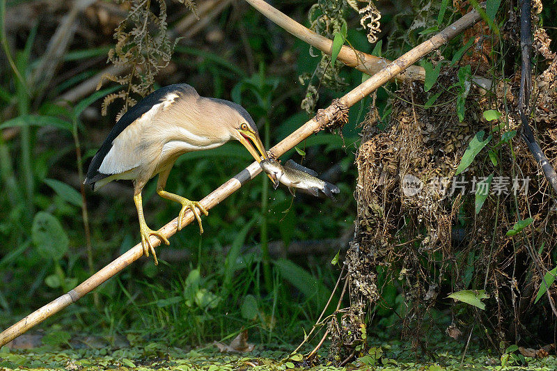 麻鳽(ixobrychus minutus)